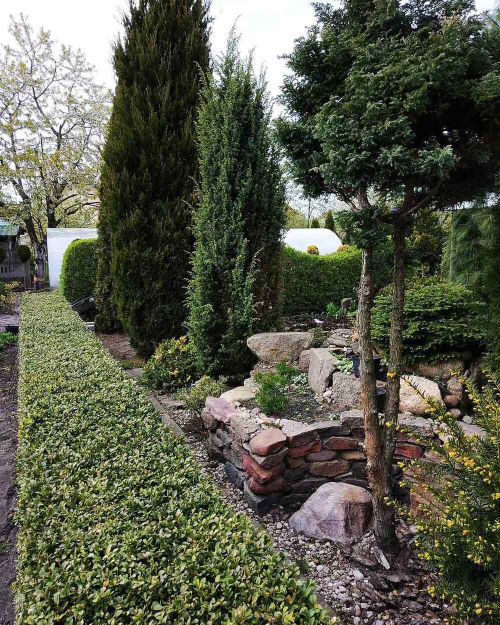 Common Juniper ‘Hibernica’, credit-grinciti_by