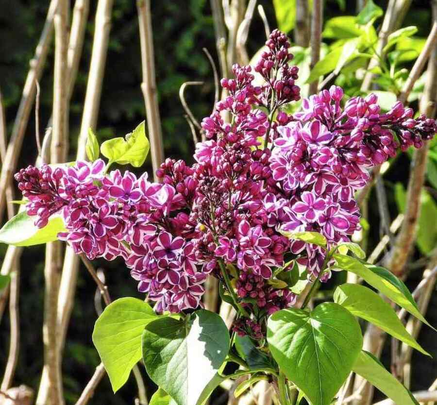 Common Lilac low-maintenance shrubs for New York