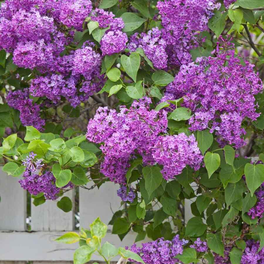 Common Lilac best shrub for Wyoming sun exposure and alkaline soil