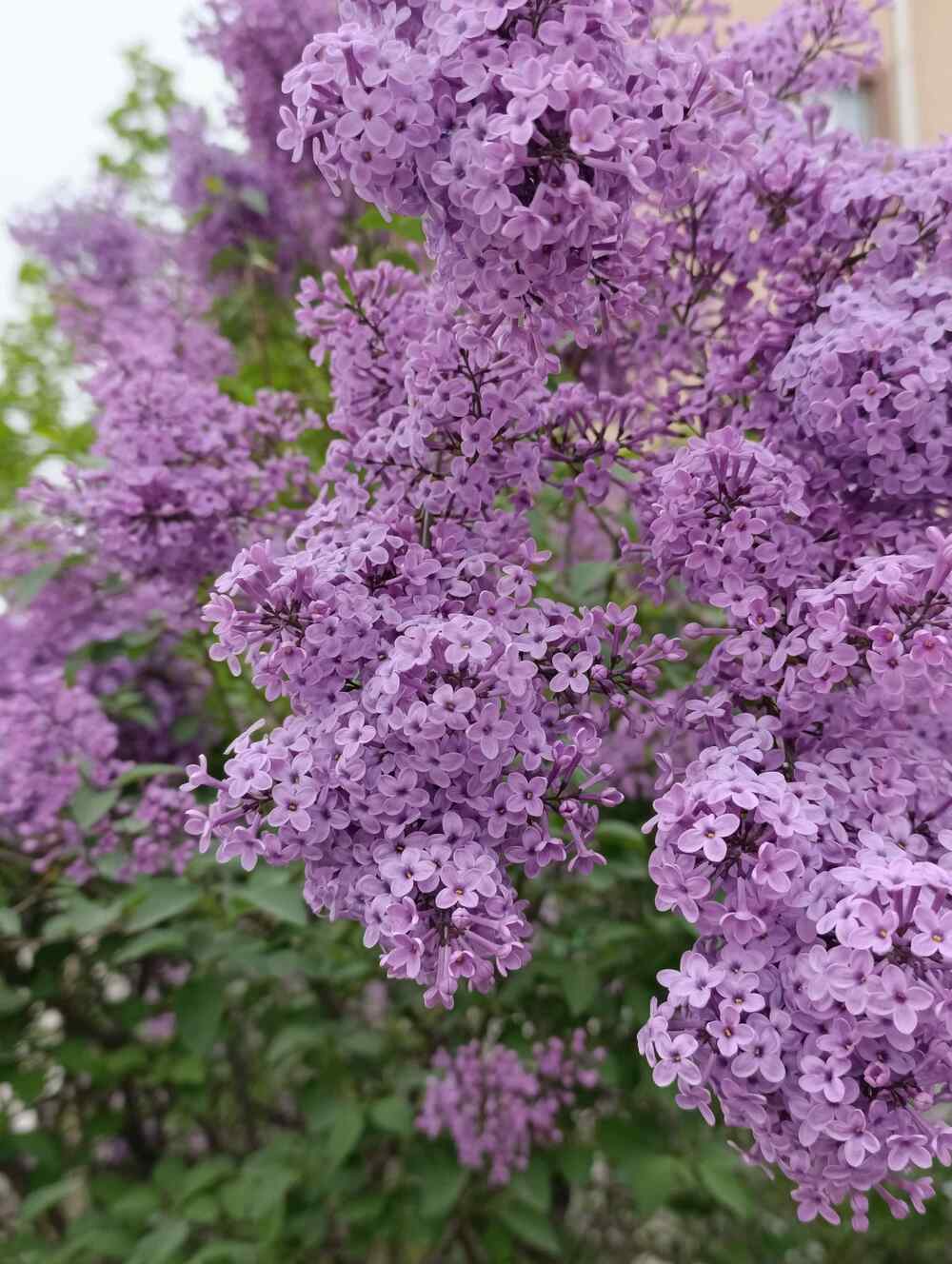 Common Lilac