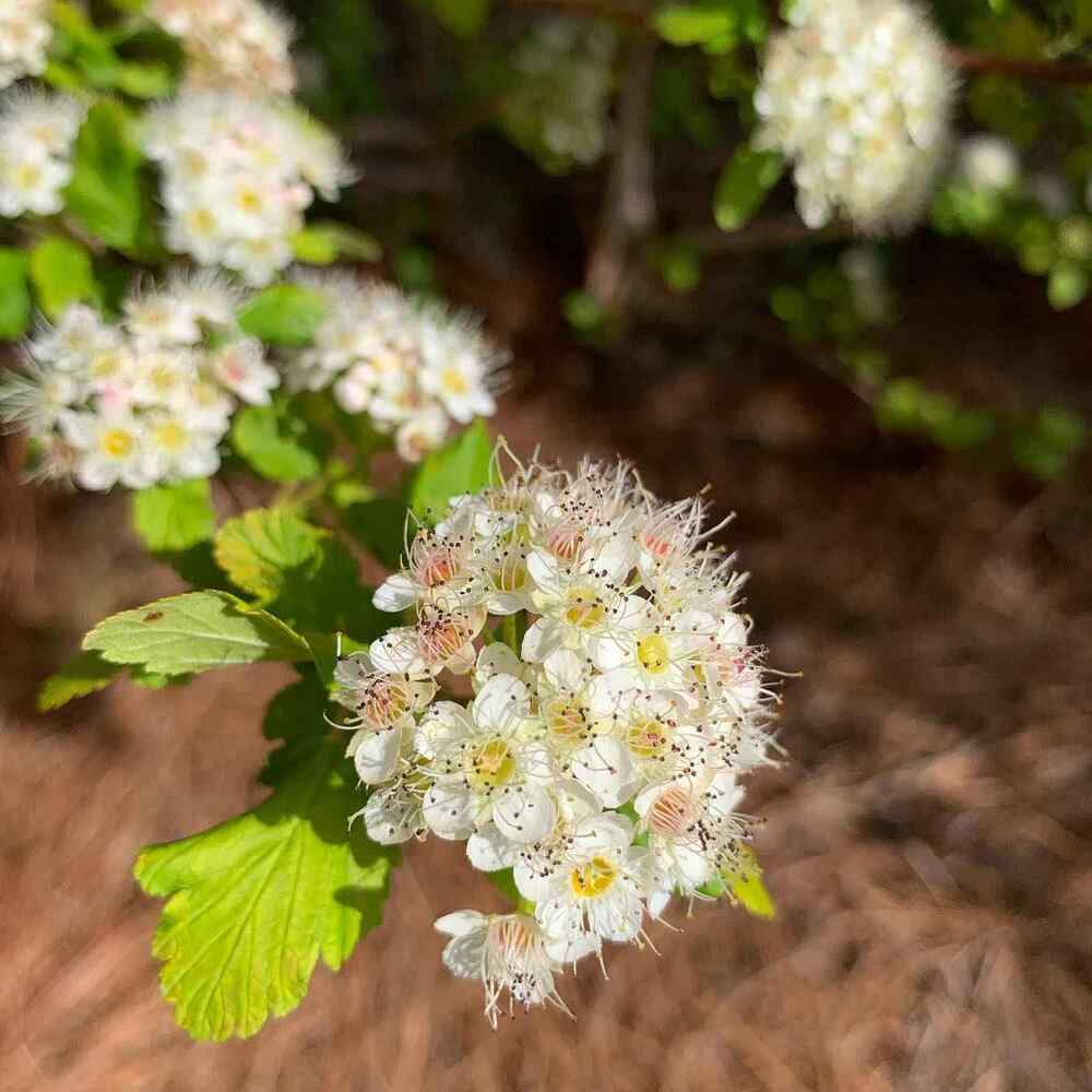 Common Ninebark native shrubs for East North Central region