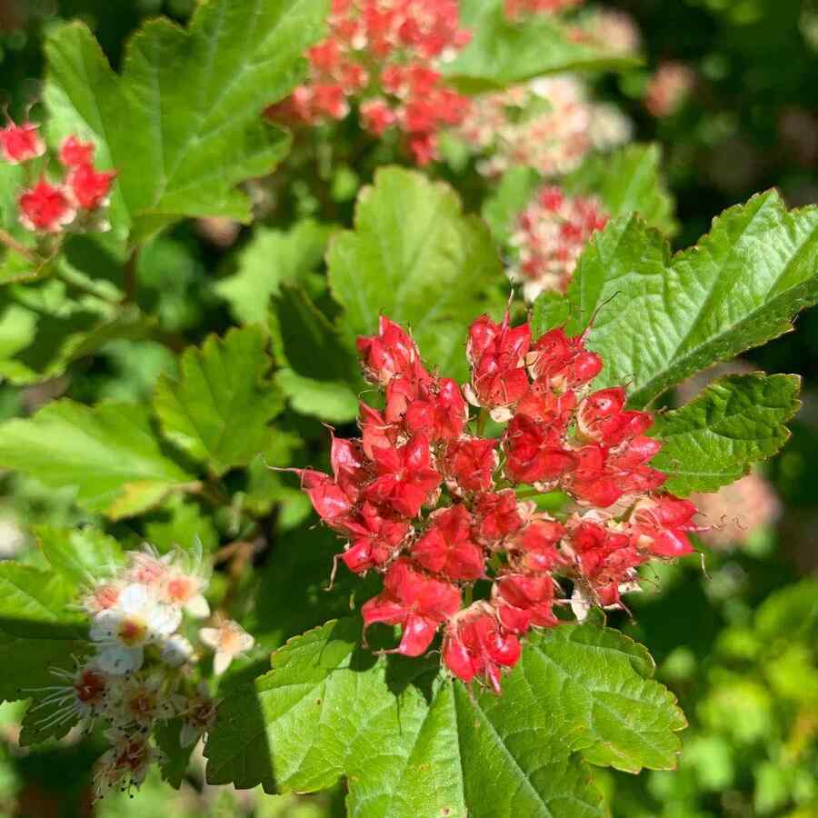Common Ninebark suited to Connecticut climate