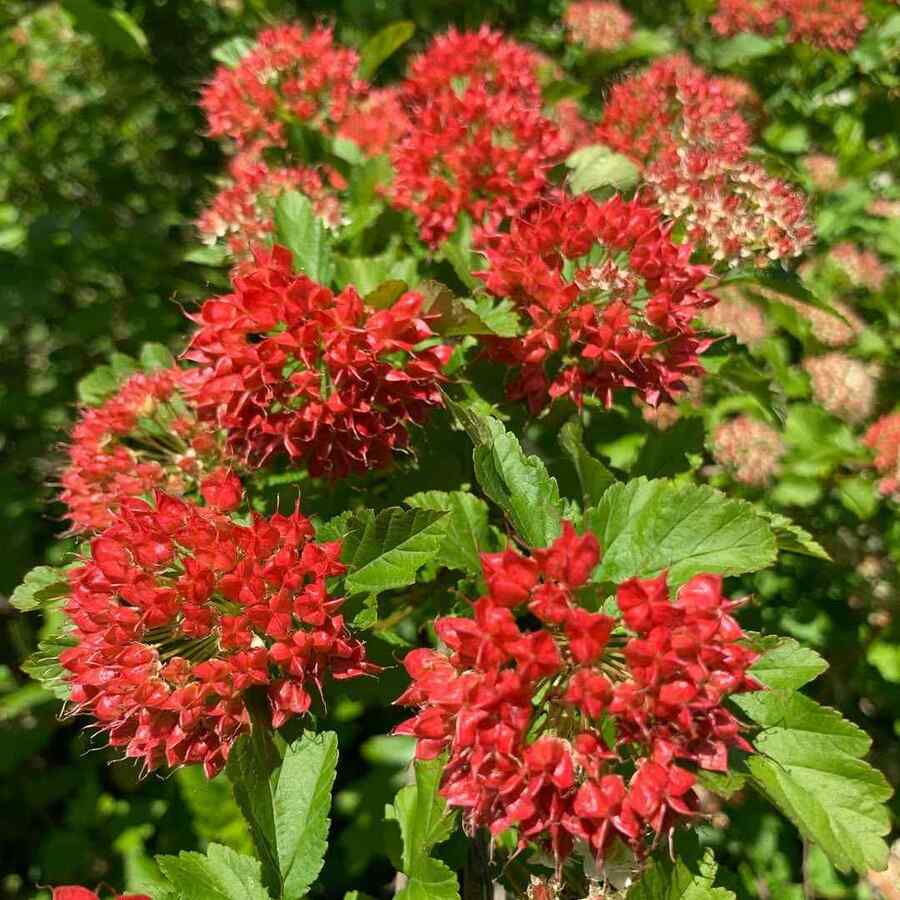Common Ninebark shrubs suitable for Michigan climate