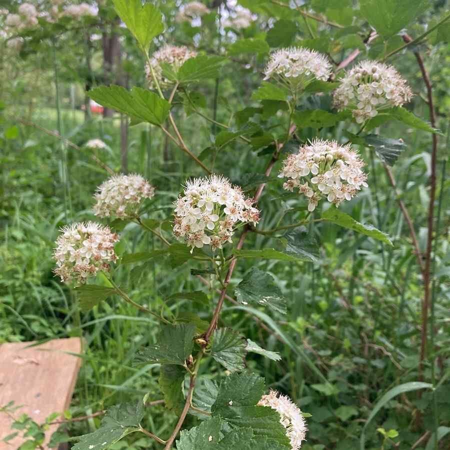 Common Ninebark shrubs for New Hampshire landscaping