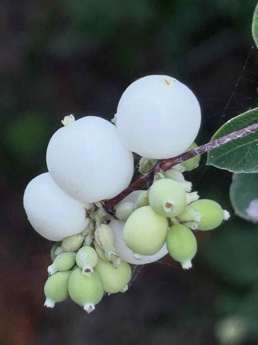 Common Snowberry, credit-kaylamae12345 shrubs for Montana landscapes