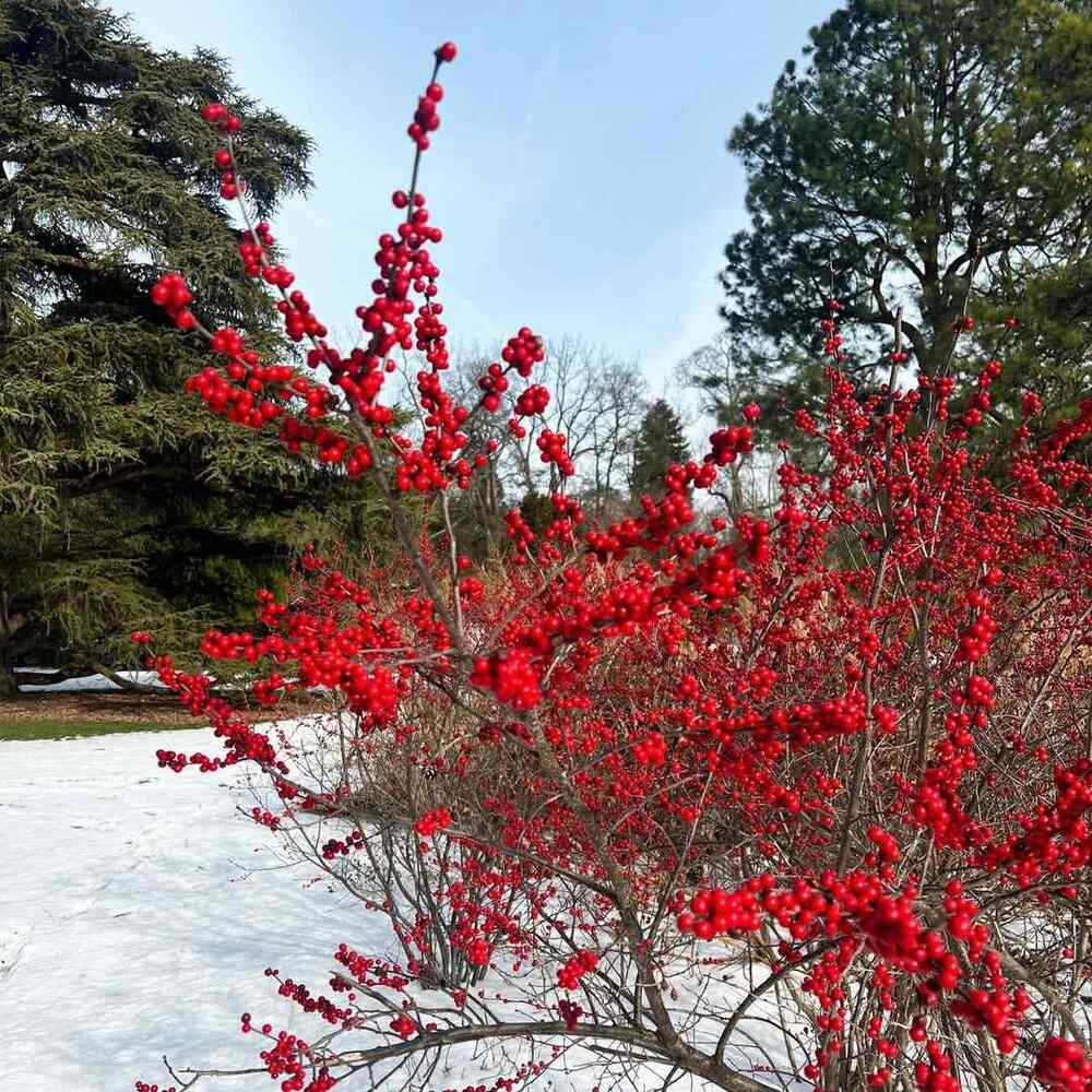 Common Winterberry best shrubs for Illinois yards