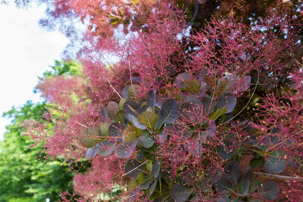 Cotinus coggygria