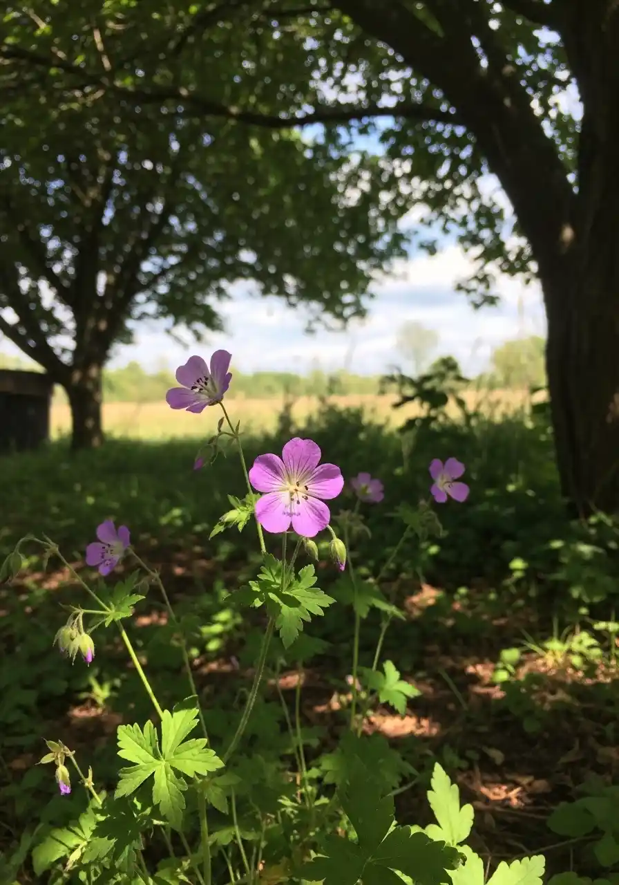 Cranesbill