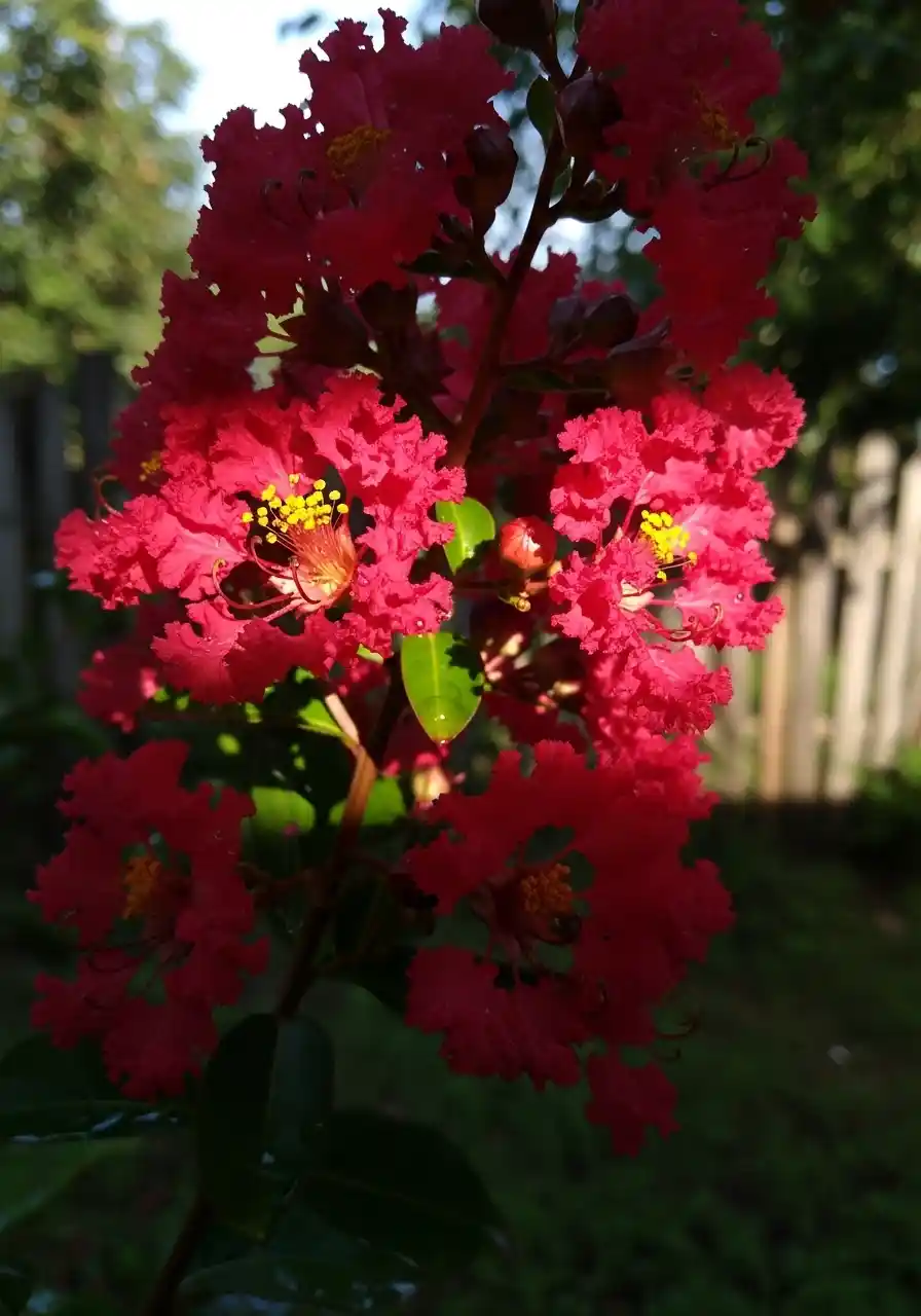 Crape Myrtle (red varieties)