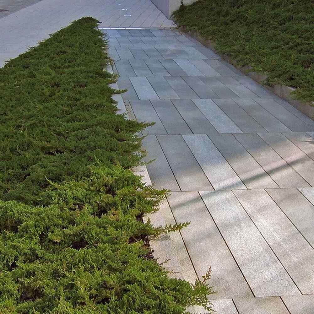 Creeping Juniper, credit-ryanassociates