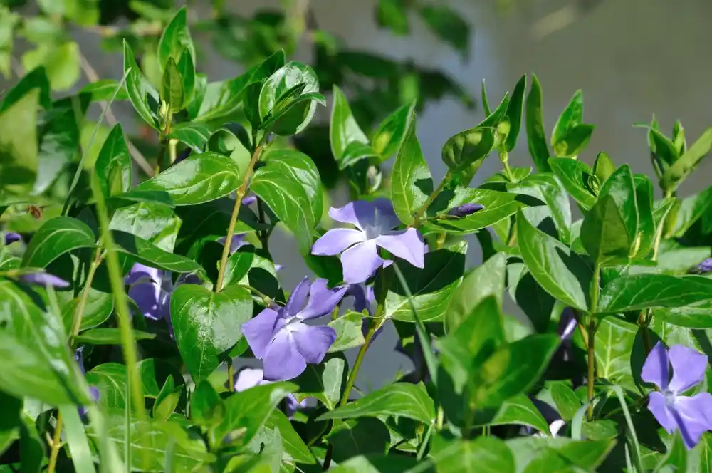 Creeping periwinkle