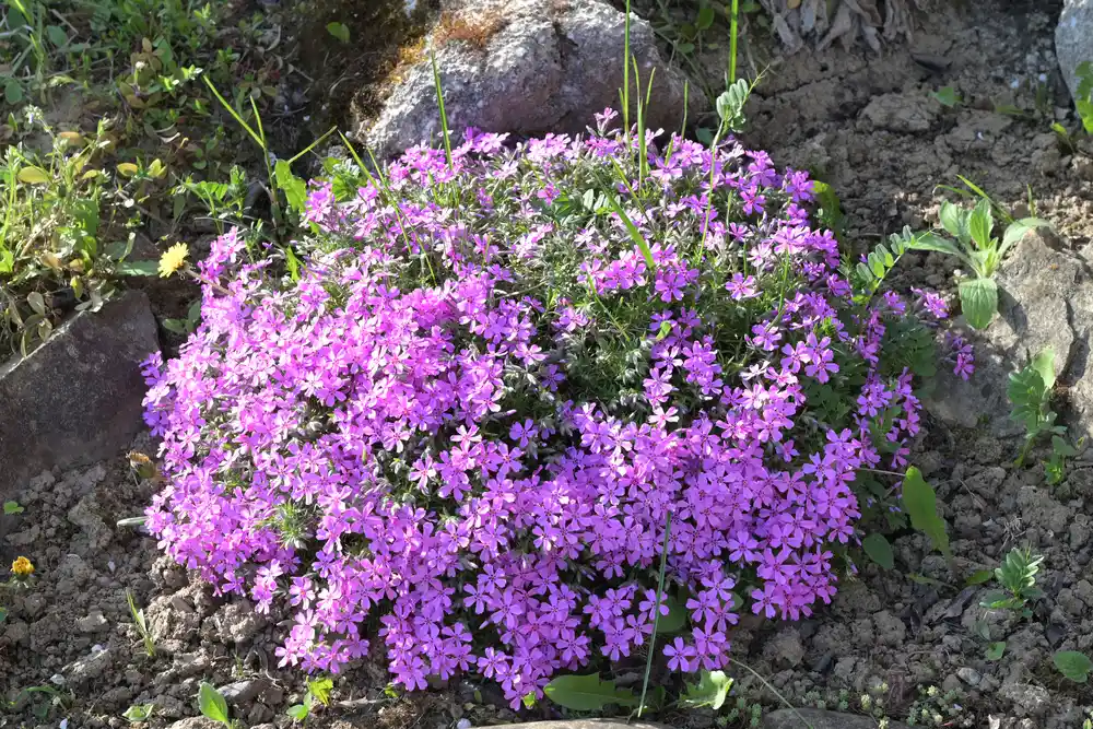 Creeping phlox
