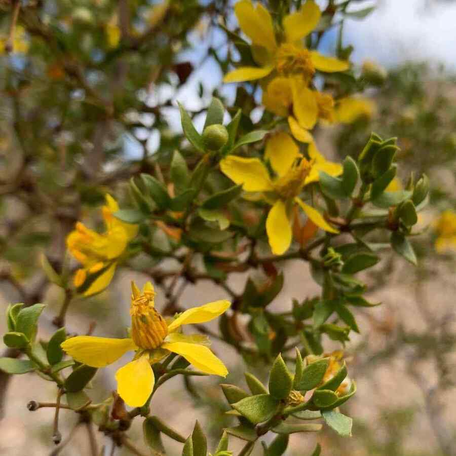 Creosote Bush low-water shrub for New Mexico yards
