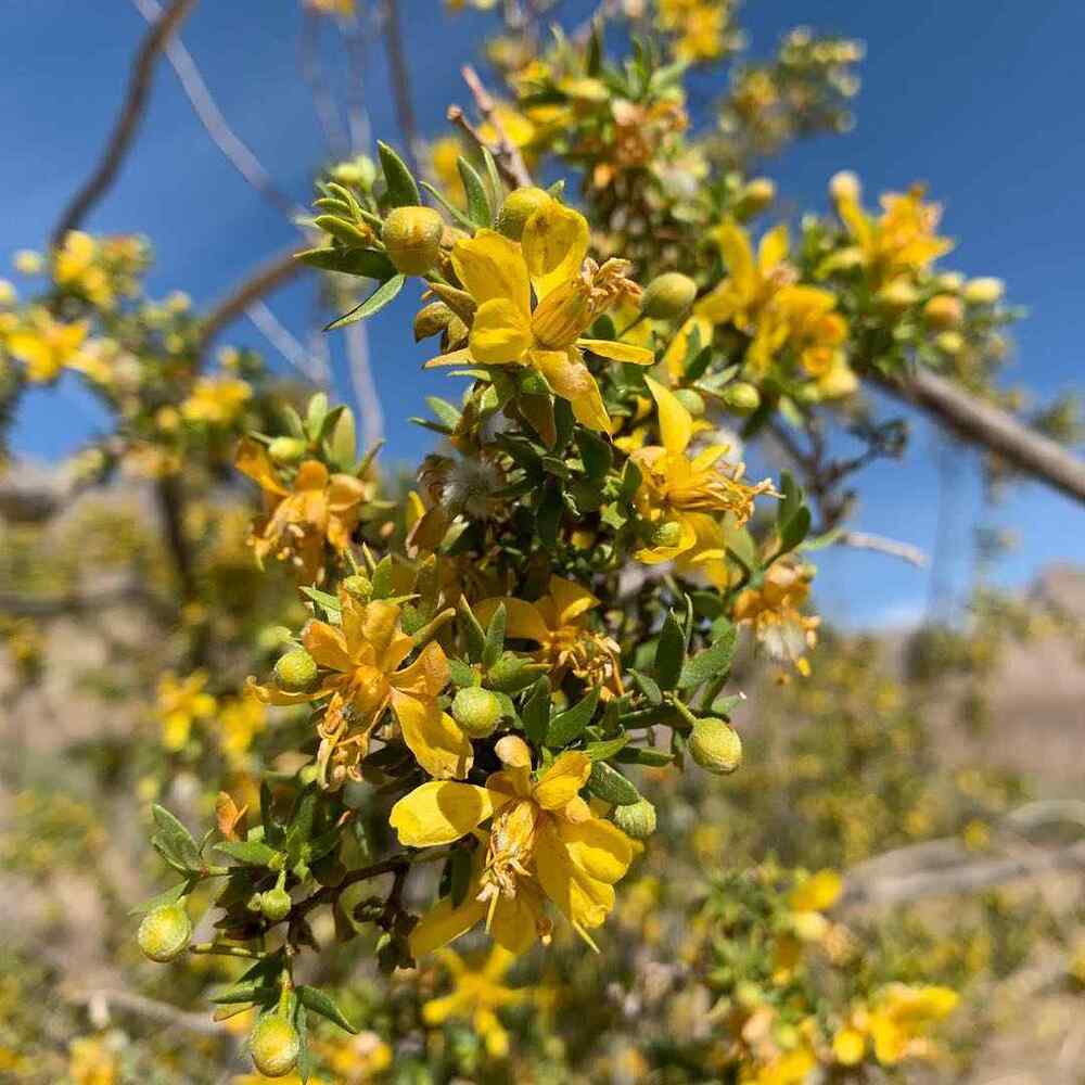 Creosote Bush, credit-alliebeeray