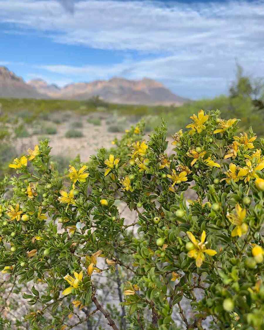 Creosote Bush