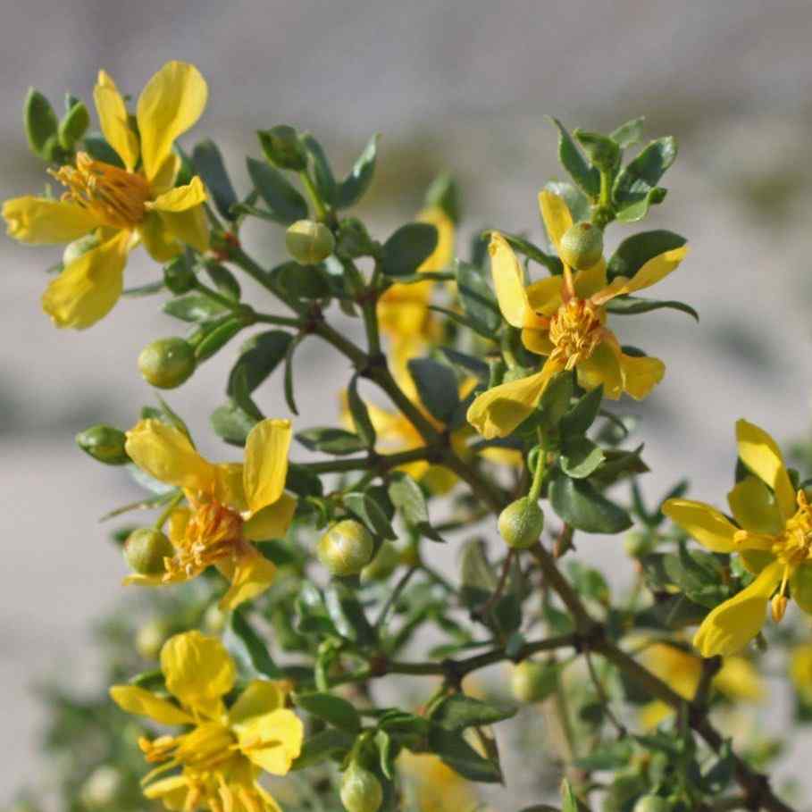 Creosote Bush, credit-gottliebnativegarden