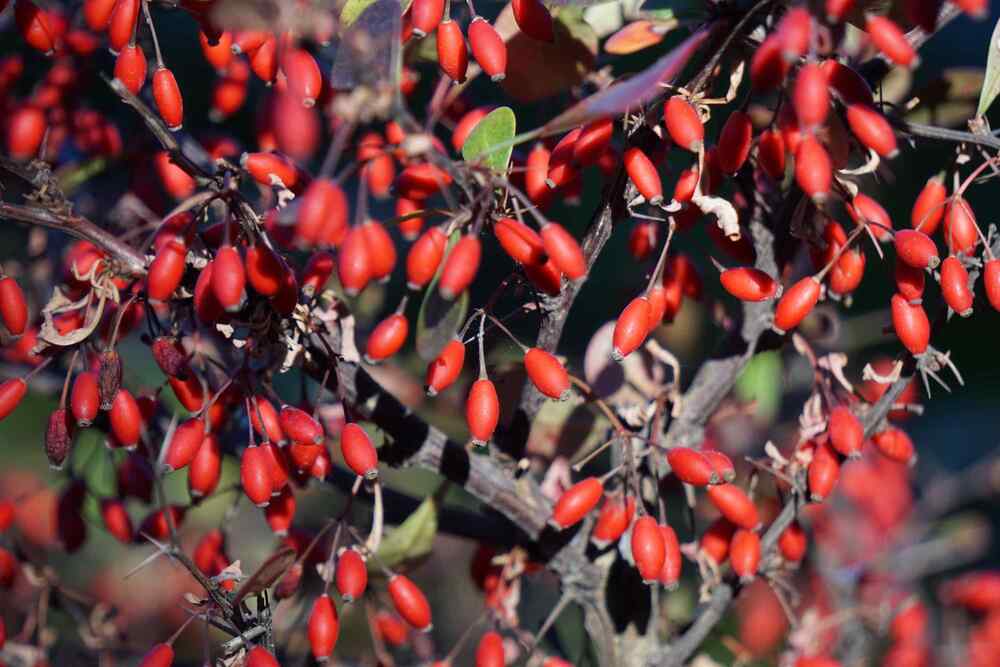Crimson Pygmy Barberry