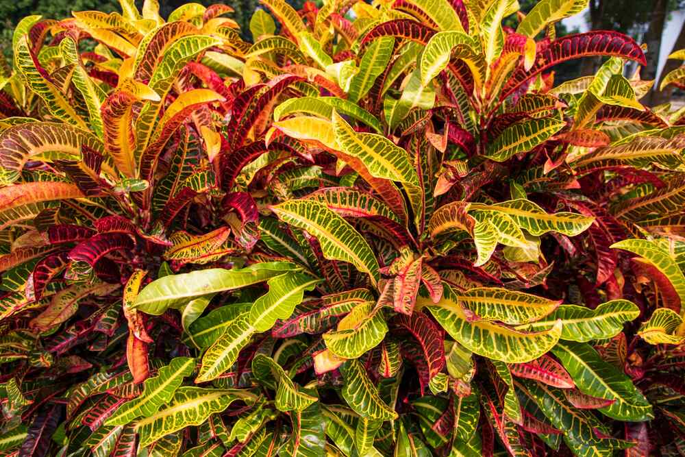 Croton for Hawaiian gardens and landscapes