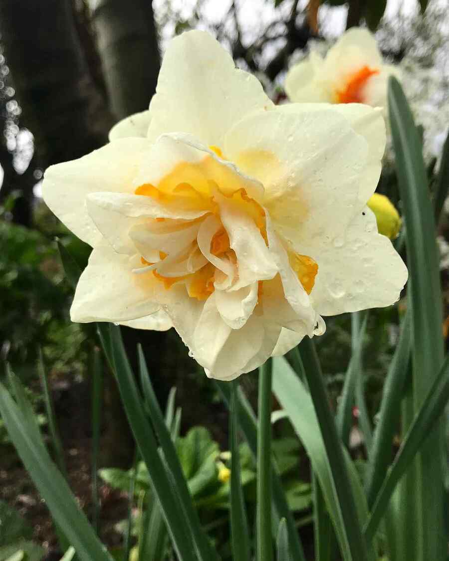 Daffodil
