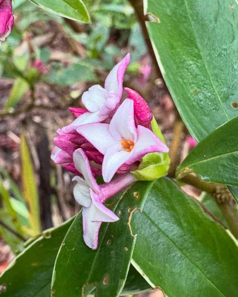 Daphne odora, credit-ianaubreystubbs