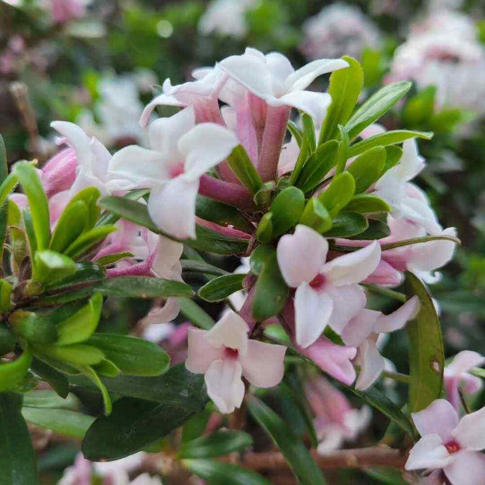 Daphne × transatlantica, credit-northofbostongardener