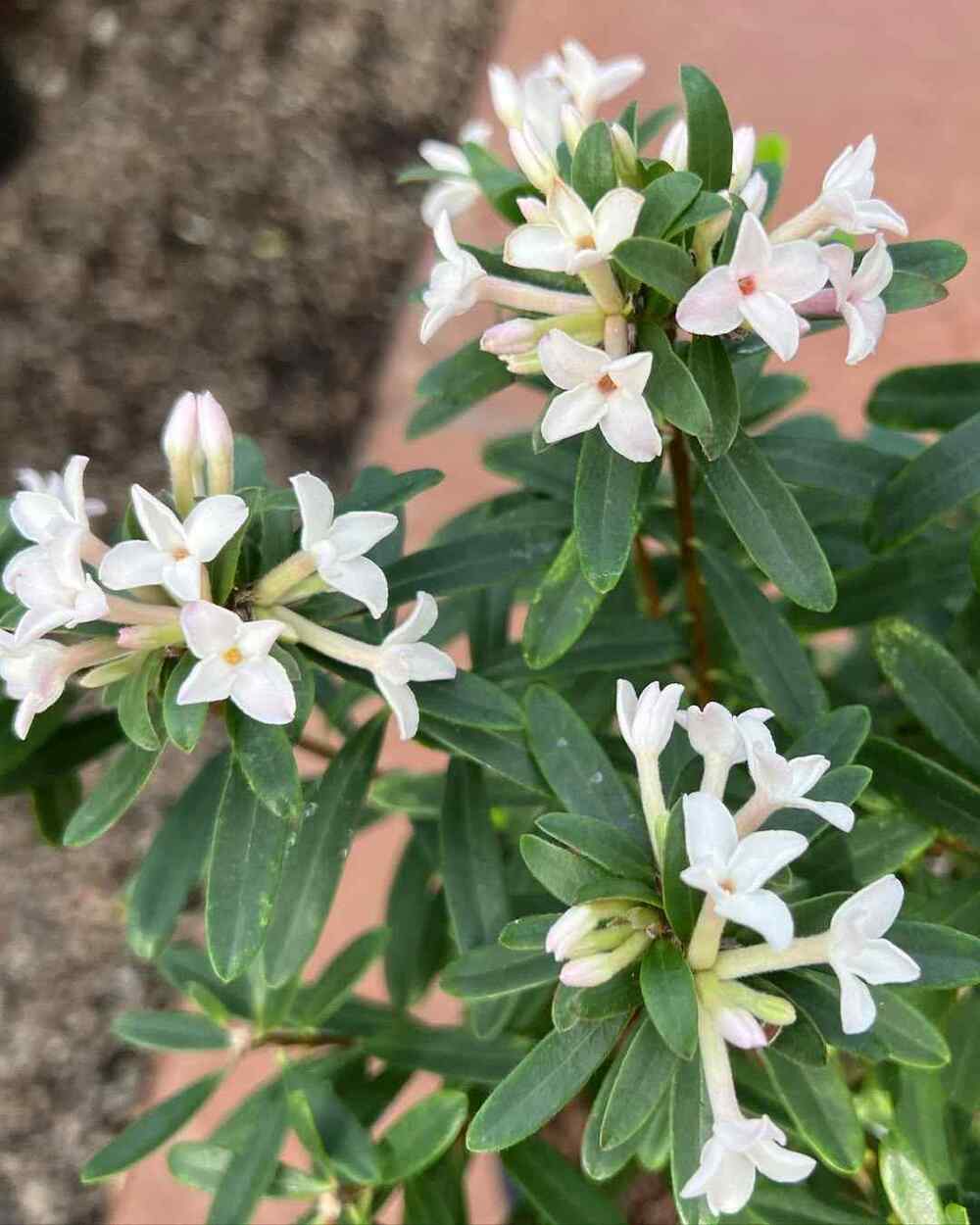 Daphne ‘Eternal Fragrance’, credit-southlandsnurseryvancouver