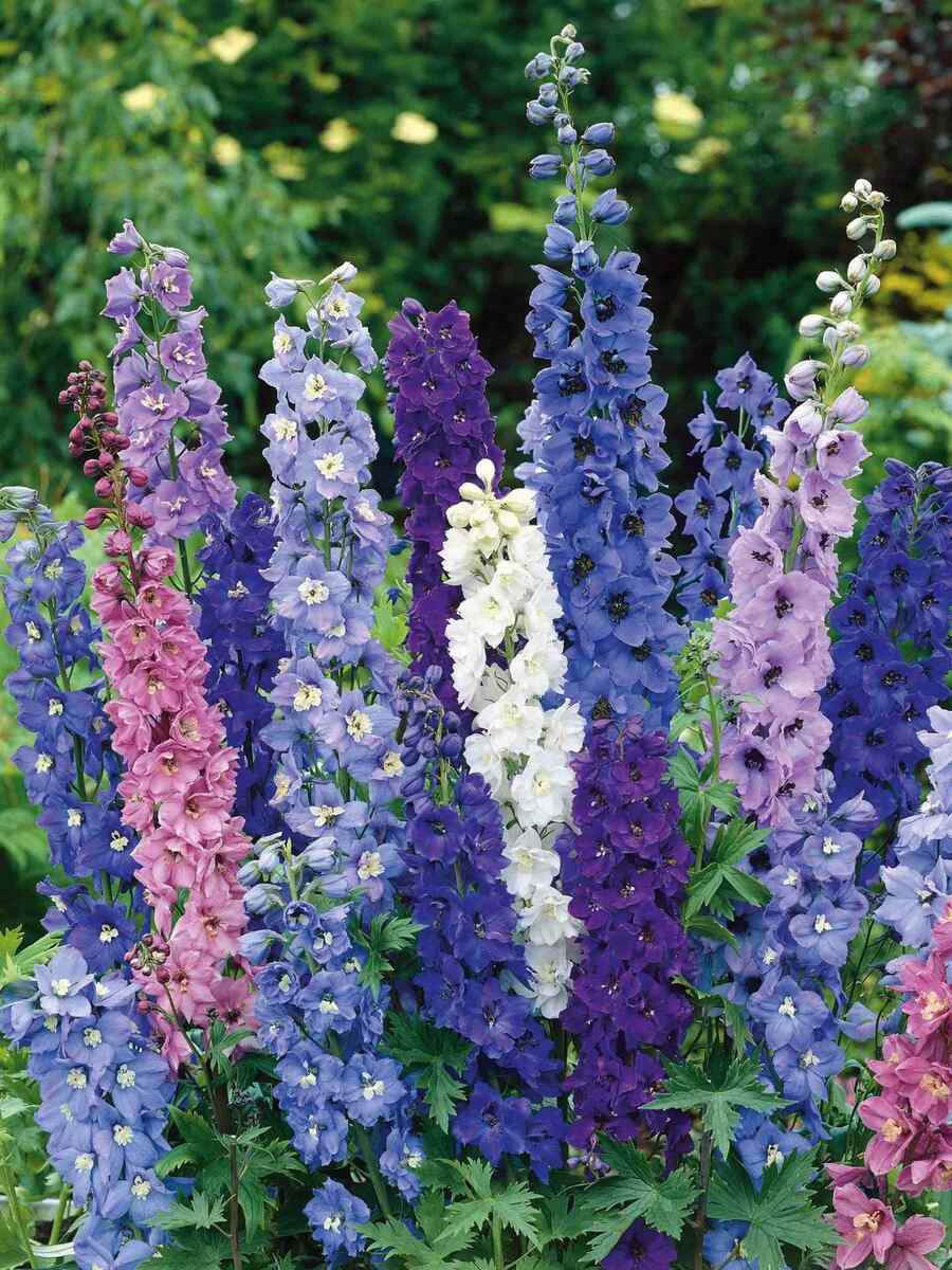 Delphinium
