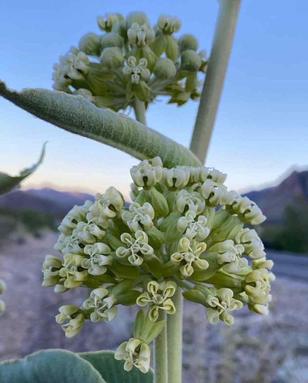 Desert Milkweed, cre-sheriff_woody_pct