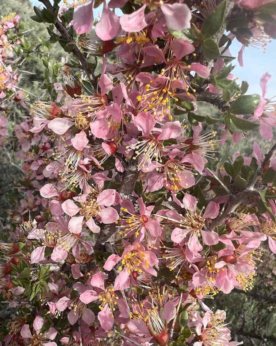 Desert Peach, credit-highelevationbotany