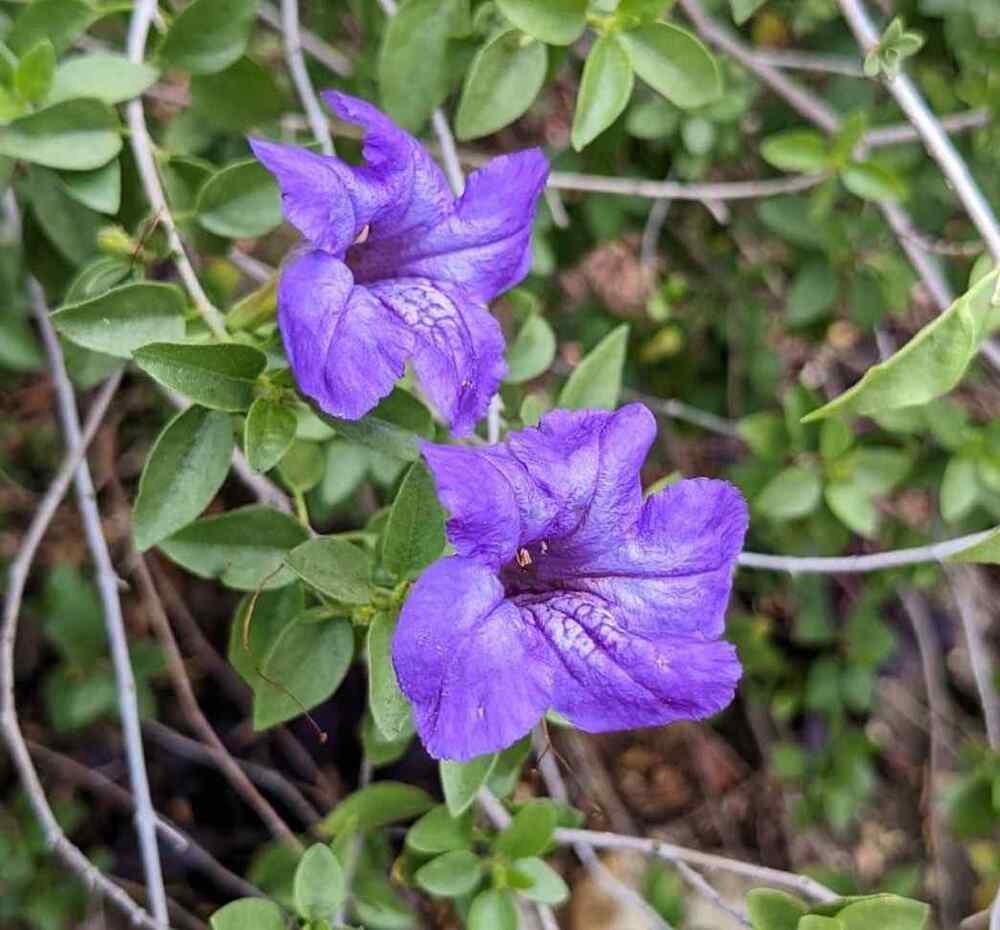 Desert Ruellia, credit-leugardens