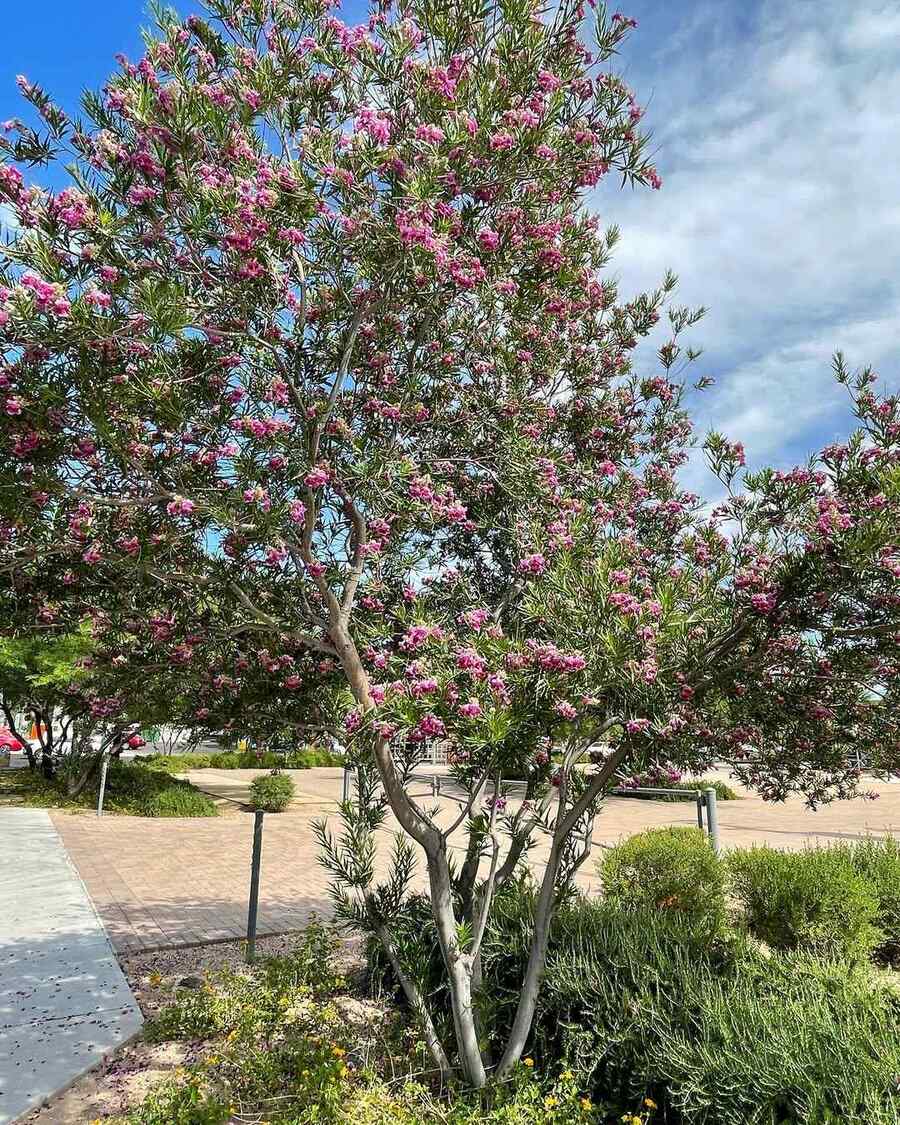 Desert Willow for New Mexico landscaping