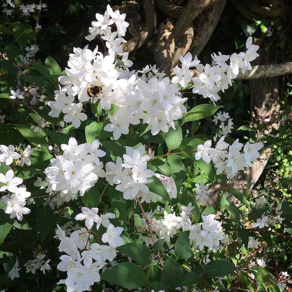 Deutzia, credit-theplantedterrace