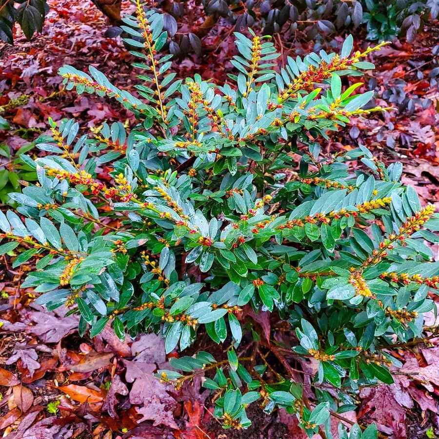 Distylium credit-horttube