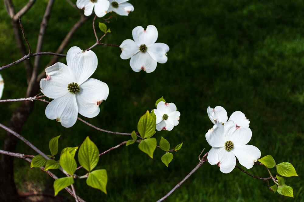 Dogwood