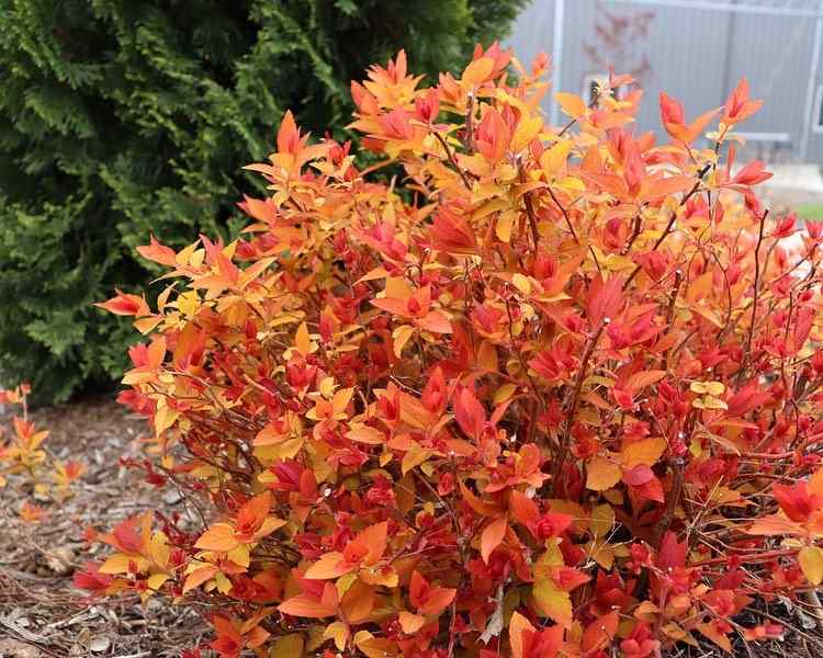 Double Play Candy Corn Spirea, credit-provenwinners