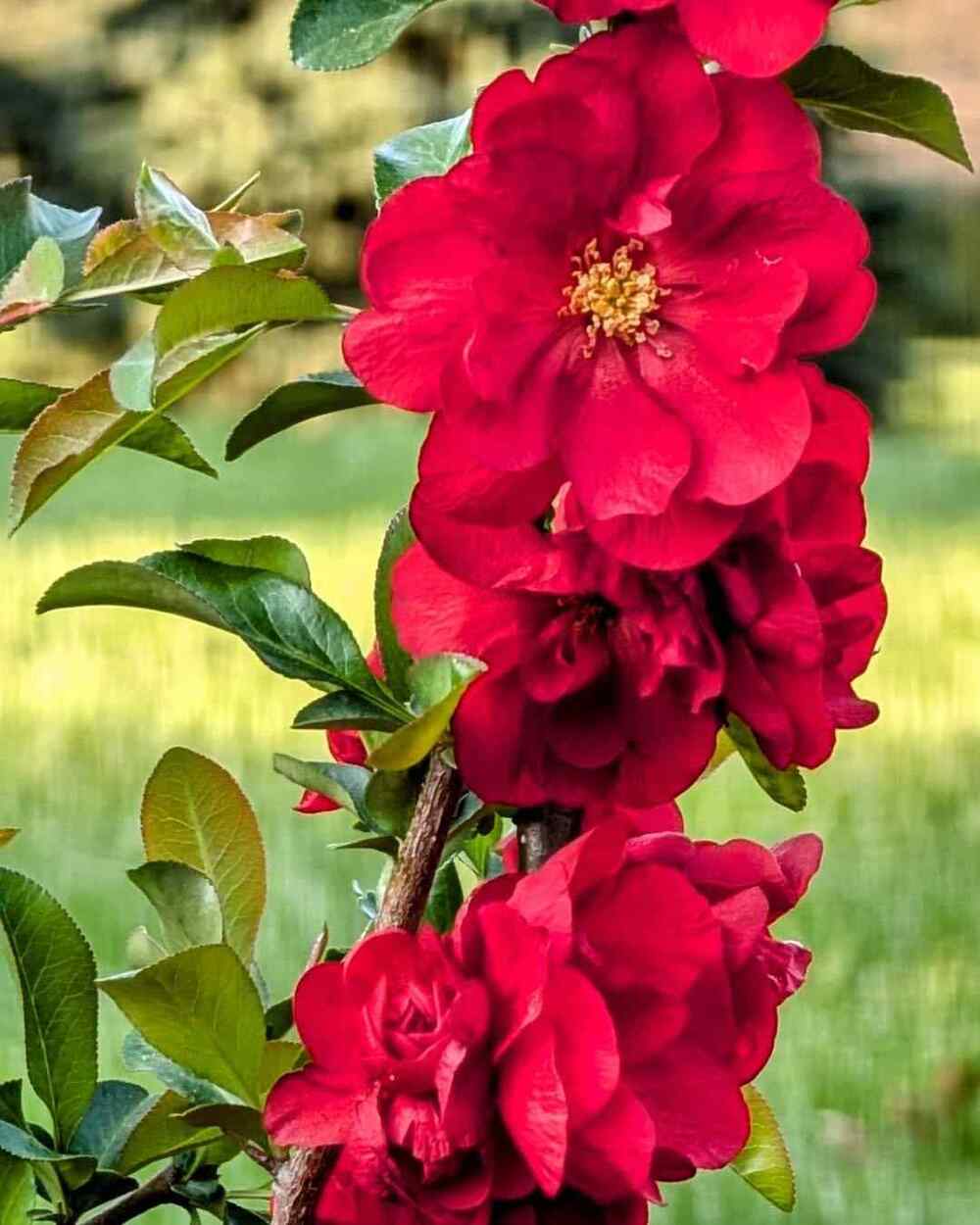 Double Take Scarlet Quince, credit-sunshine_rain_and_flowers