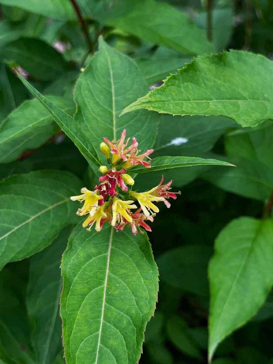 Dwarf Bush Honeysuckle, credit-angeloolie