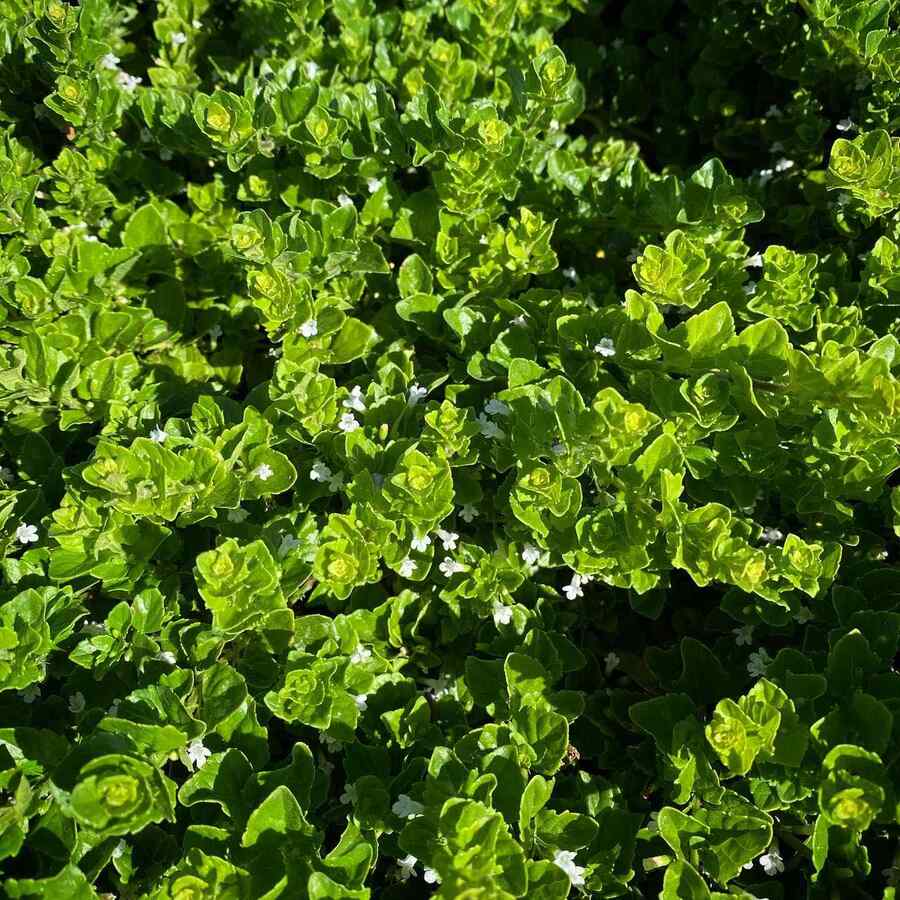 Dwarf Coyote Brush that thrive in California heat