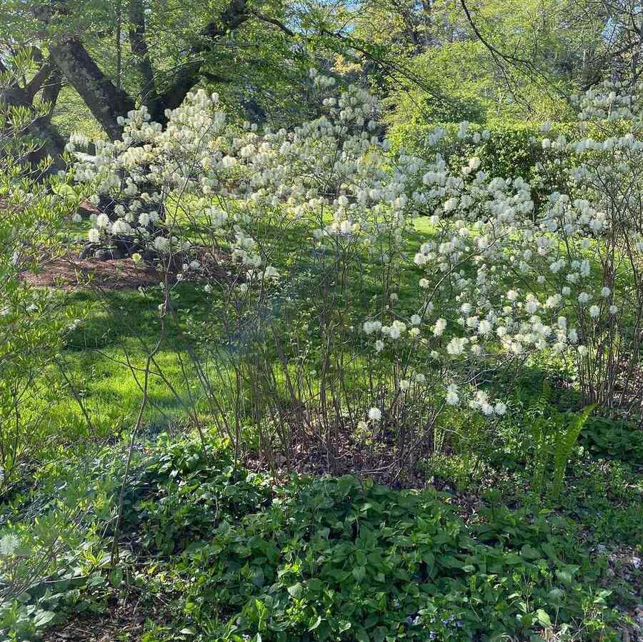 Dwarf Fothergilla shrubs suitable for the Mid-Atlantic region