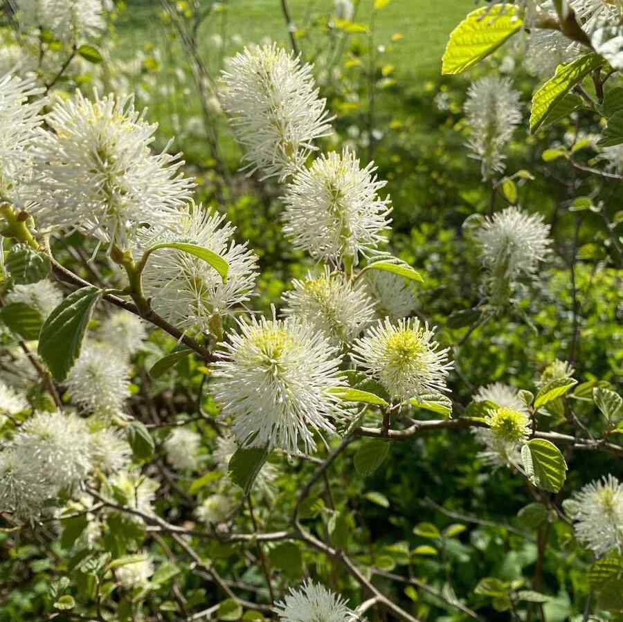 Dwarf Fothergilla credit-evamonheim