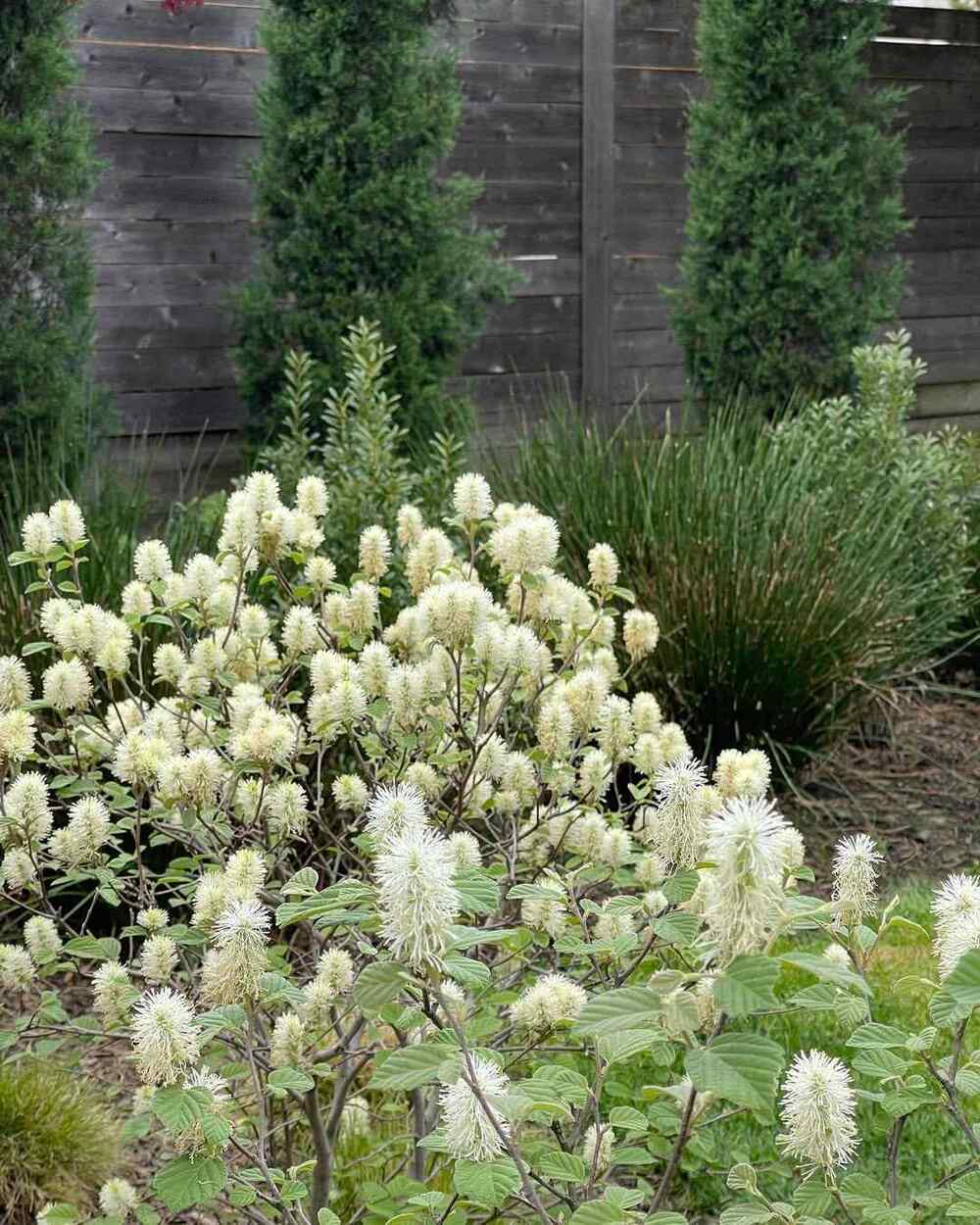 Dwarf Fothergilla, credit-nativelandscaping.eco