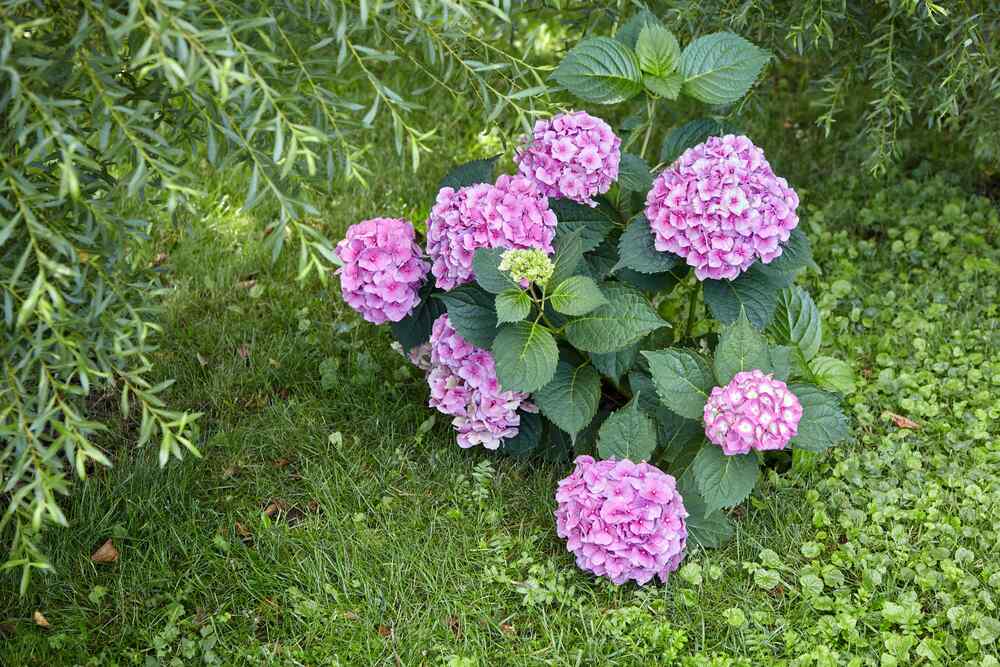 Dwarf Hydrangea