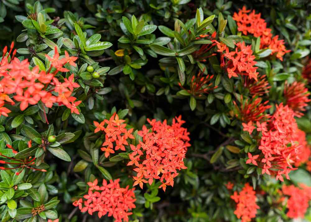 Dwarf Ixora