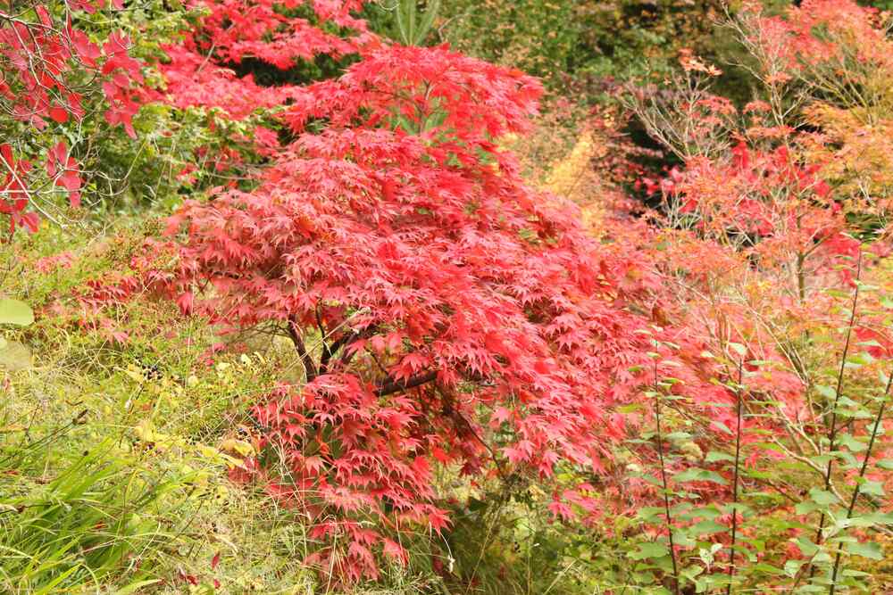 Dwarf Japanese Maple