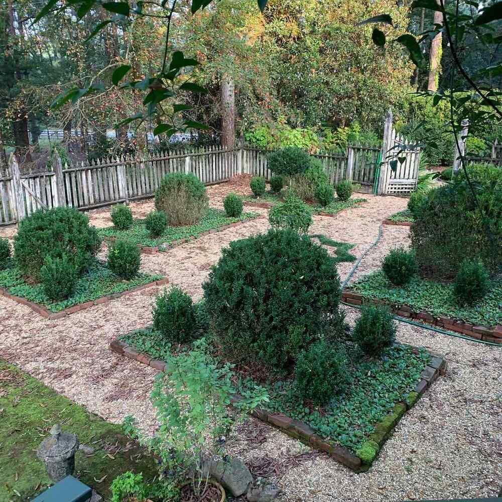 Dwarf Korean Boxwood, credit-southerngardenhistory