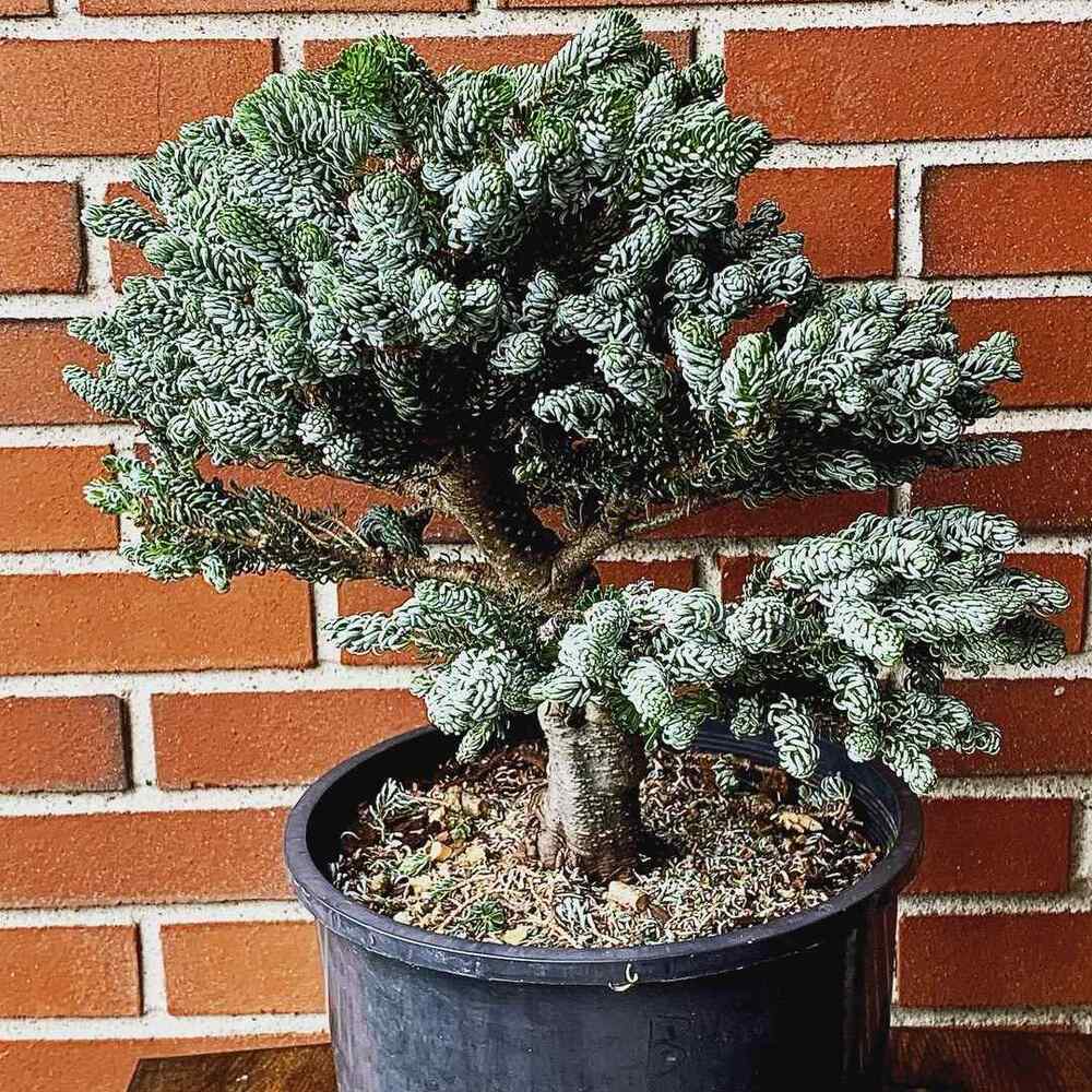 Dwarf Korean Fir, credit-bonsaicole