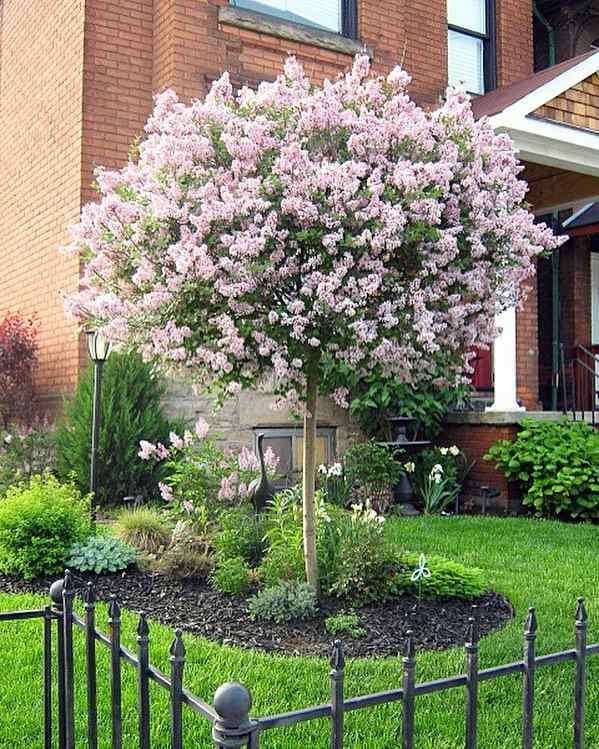 Dwarf Lilac, credit-gallogardens