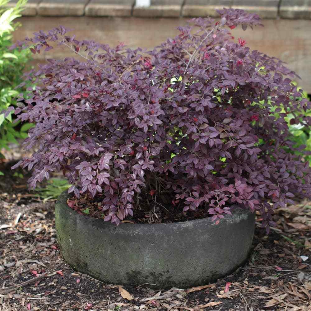 Dwarf Loropetalum, credit-horttube