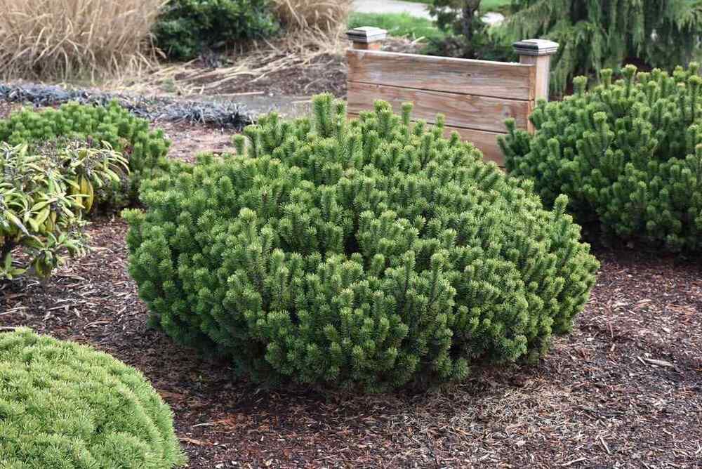 Dwarf Mugo Pine, credit-hoerr_nursery