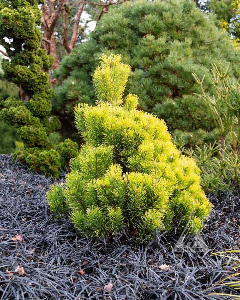 Dwarf Mugo Pine, credit-iselinursery